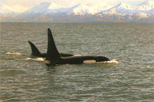 Orca whales